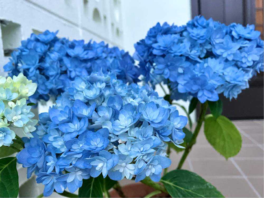 紫陽花ごきげんよう|🍀GreenSnap(グリーンスナップ) 紫陽花ごきげんよう|🍀GreenSnap(グリーンスナップ)