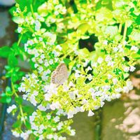 カラミント,カラミンサ,小さな花,グリーン,涼しげの画像