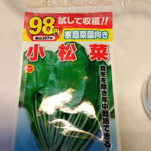 小松菜,水耕栽培,種まき,野菜 水耕栽培,栽培キットの画像