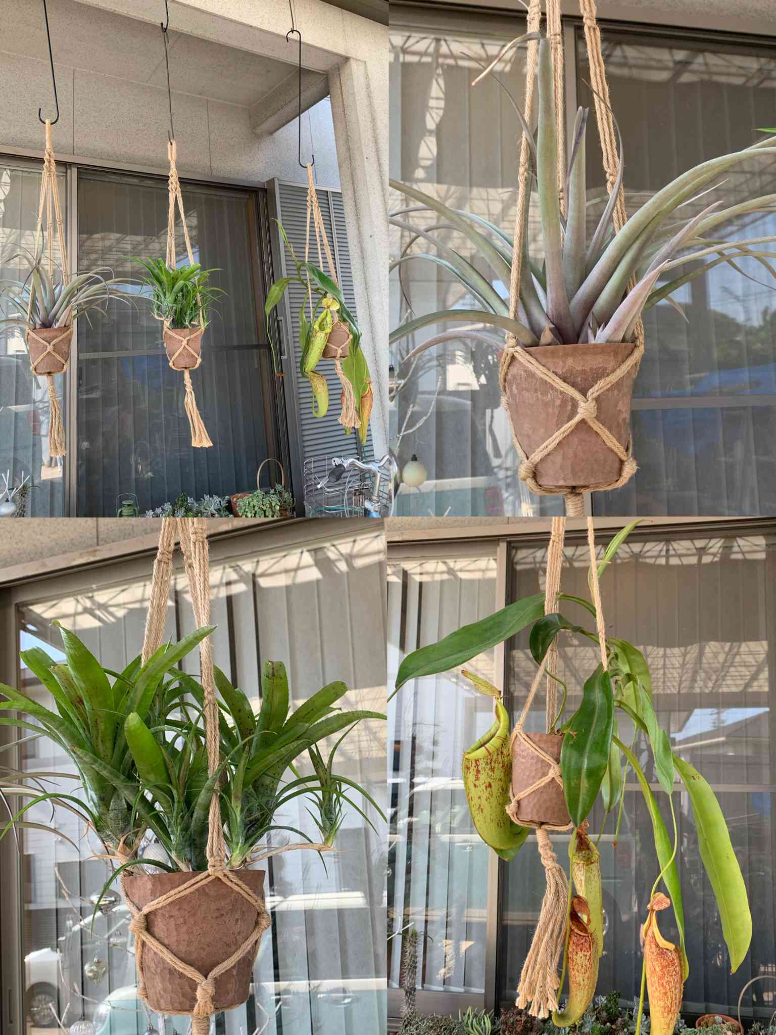 チランジア セントレア スカイリーフの一覧｜🍀GreenSnap（グリーン