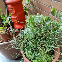 アイビー,ラセンイ,観葉植物,みどりのある暮らし,多年草の画像