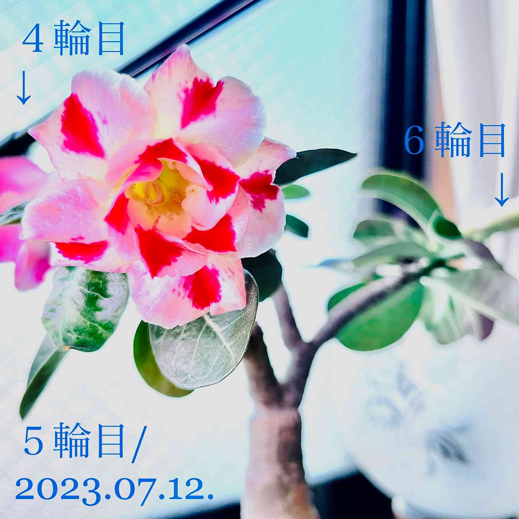 アデニウムの花🌸水やりで学んだこと🌸まとめ｜🍀GreenSnap（グリーン