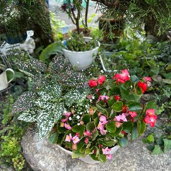 DIY,植え替え,レンガ,手作りの庭,ホームセンターの画像