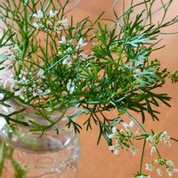 パクチーの花,パクチー,庭の花,季節の花,植えっぱなしの画像