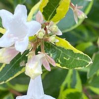 アベリア,花壇,ガーデニング,庭木,山野草の画像