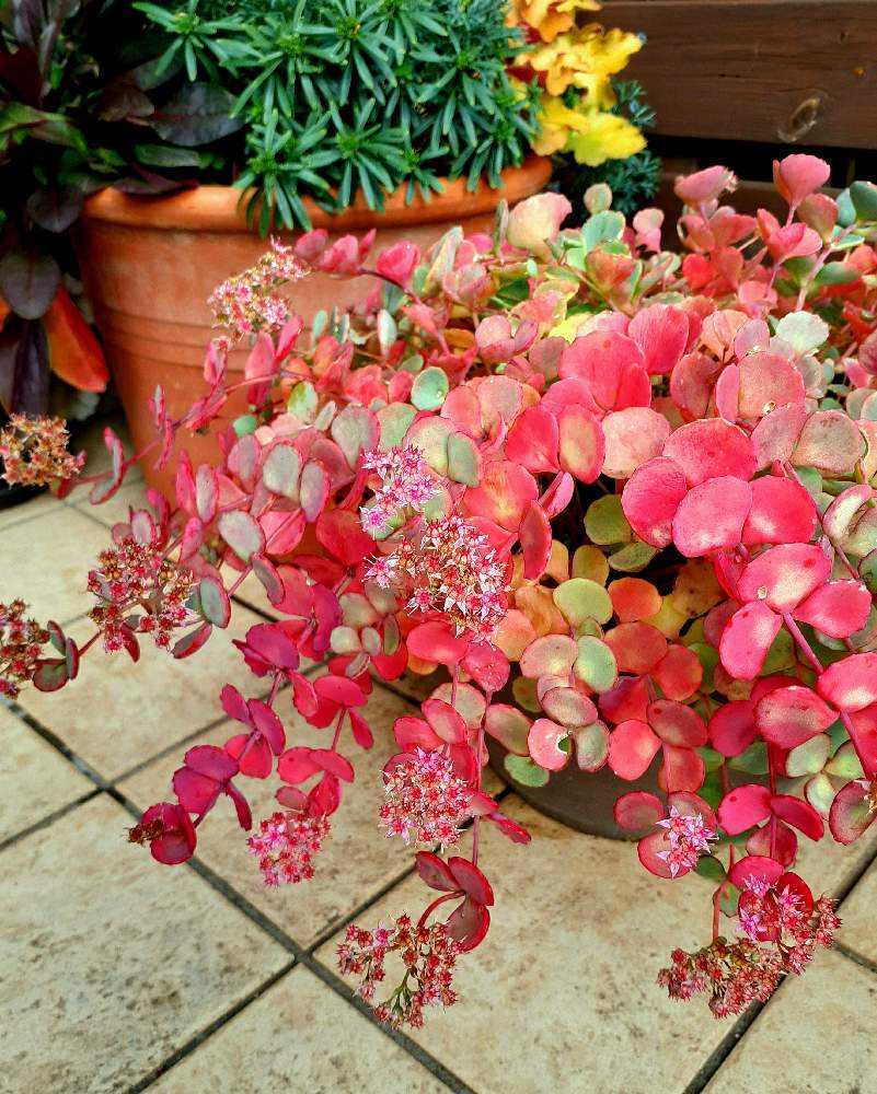 ６月いっぱい♡赤葉日高ミセバヤ カット苗 多肉植物 6月いっぱい♡赤葉日高ミセバヤ カット苗 多肉植物 【公式通販】