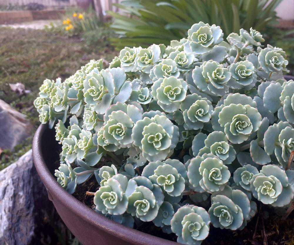 越中ミセバヤ カット苗 多肉植物 越中ミセバヤ カット苗 多肉植物 【公式通販】