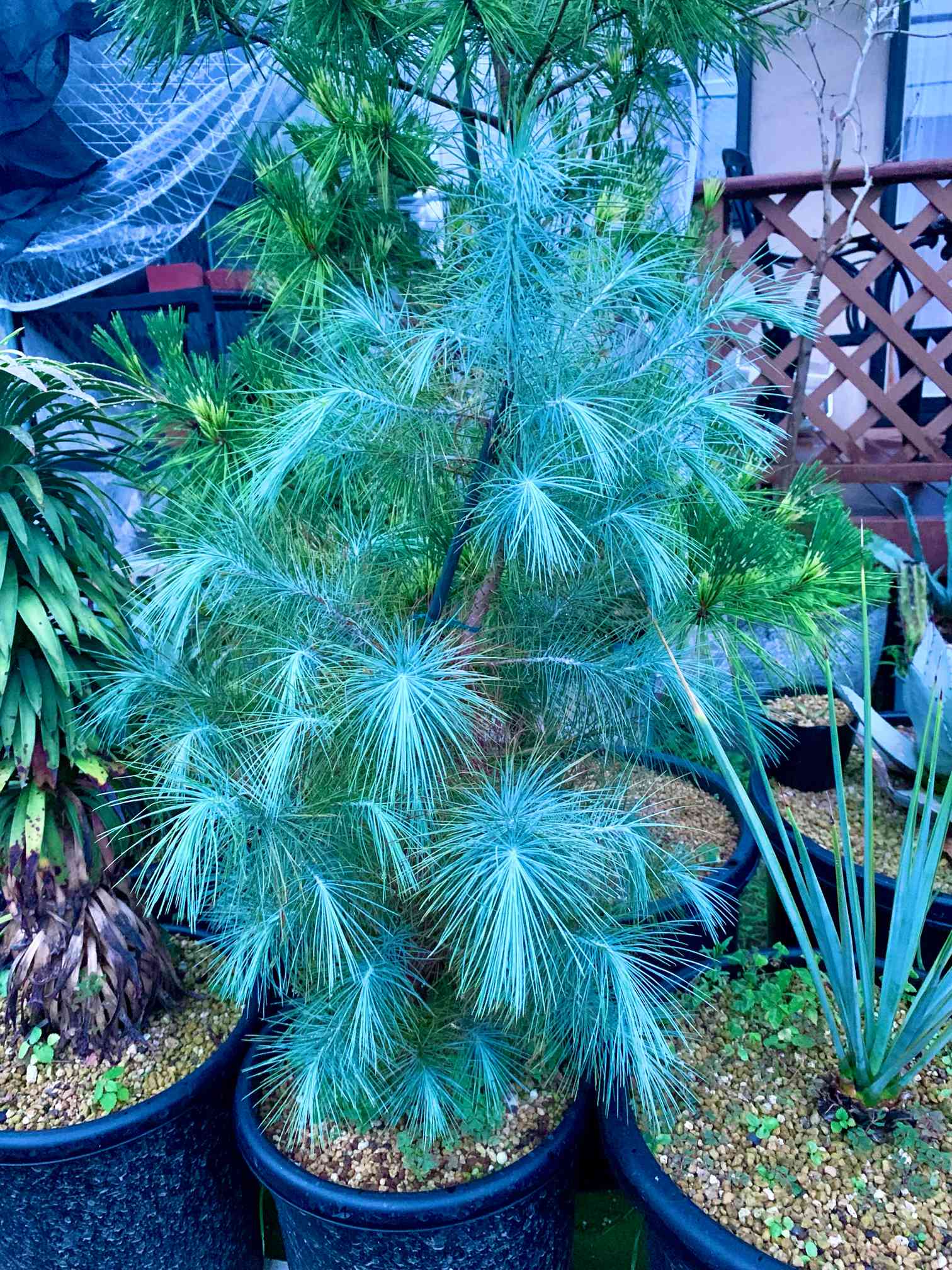 マルチネスピニョンマツの一覧|🍀GreenSnap(グリーンスナップ) マルチネスピニョンマツの一覧|🍀GreenSnap(グリーンスナップ)
