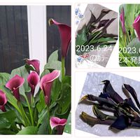 カラー,ドライフラワー,自分らしくね,カラーA,あ・り・が・と・うの画像