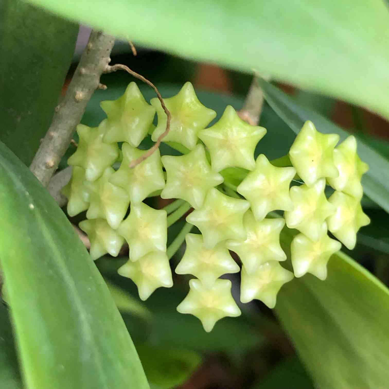 ホヤ ミンドレンシスの一覧｜🍀GreenSnap（グリーンスナップ）