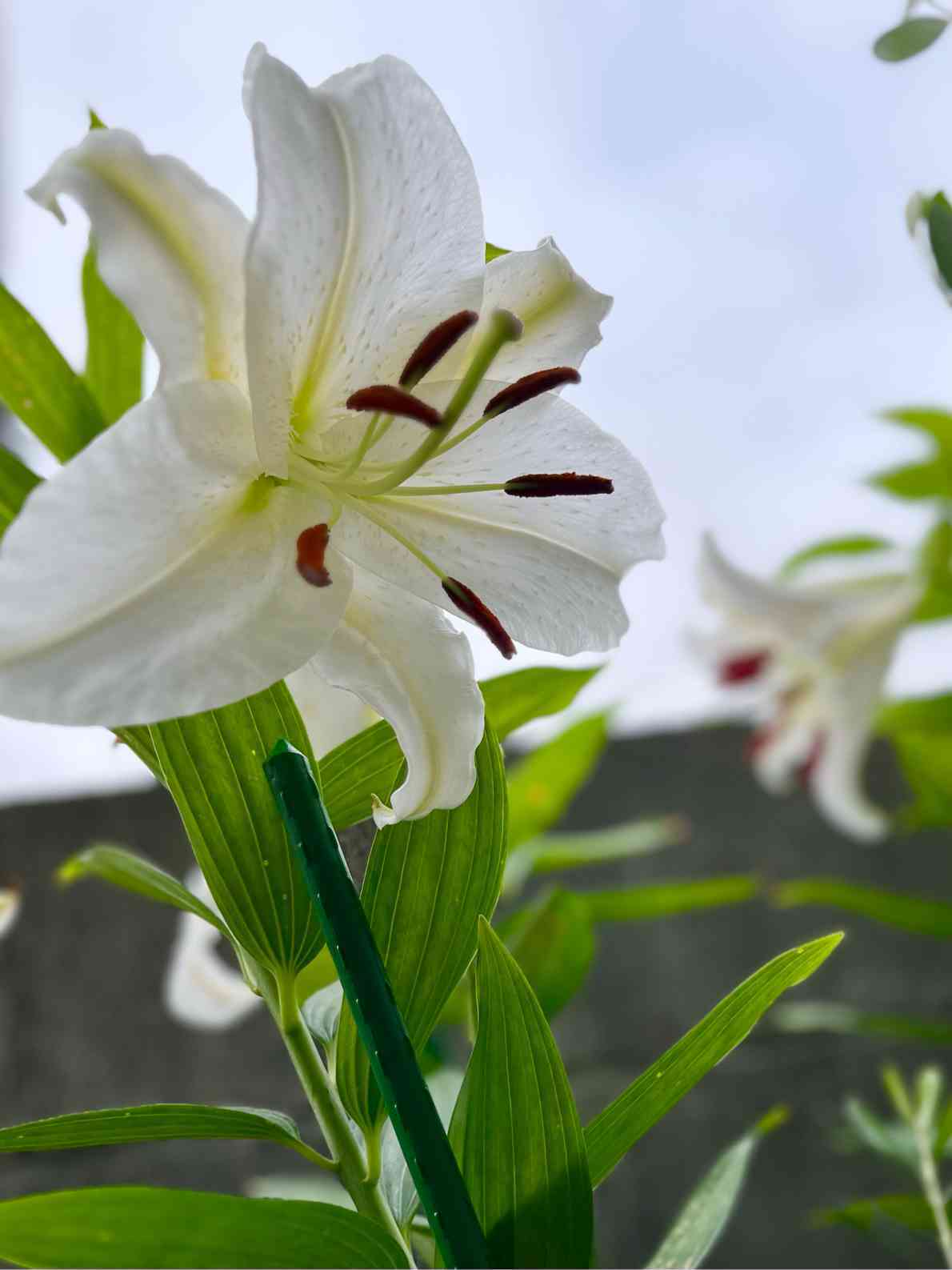 球根3年目のカサブランカ成長記録｜🍀GreenSnap（グリーンスナップ）