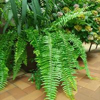 観葉植物,鉢植え,シダ植物,熱帯植物,１０年以上育ててますの画像