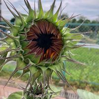 ヒマワリ,花のある暮らし,夏空,遊歩道,平和を願う☆の画像