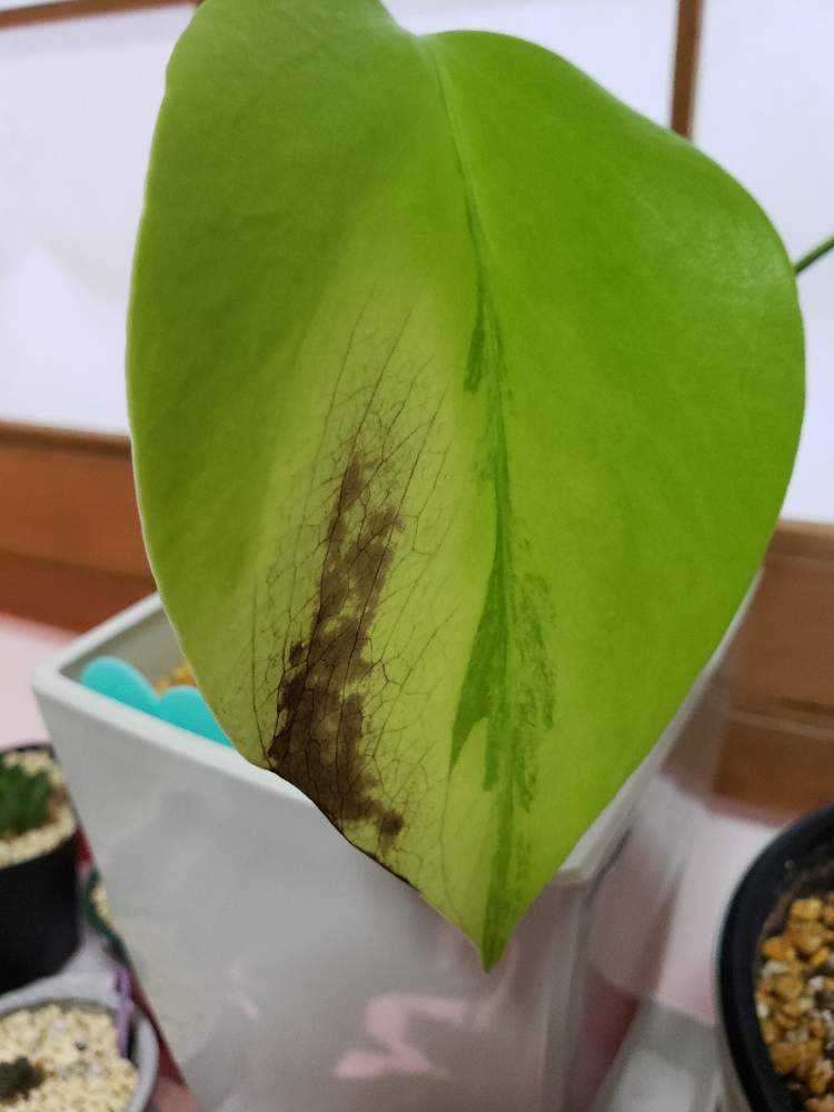 モンステラ ボルシギアナ オーレア🌱|🍀GreenSnap(グリーン モンステラ ボルシギアナ オーレア🌱|🍀GreenSnap(グリーン