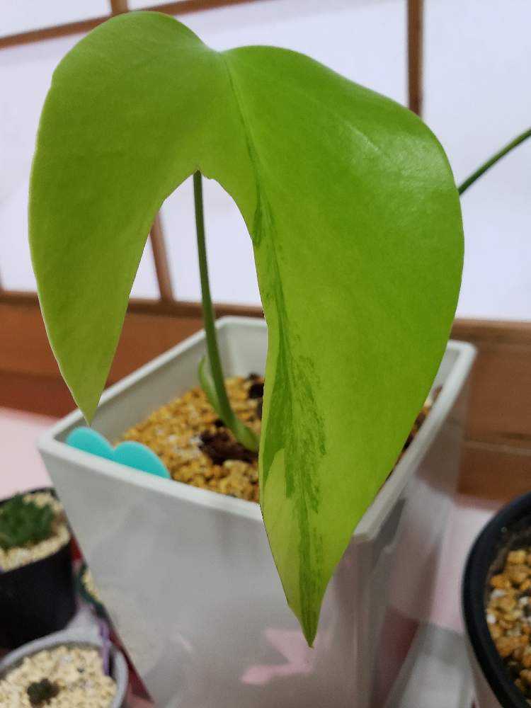 モンステラ ボルシギアナ オーレア 超希少 モンステラ ボルシギアナ