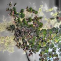 ユーフォルビア ブラックバード,ユーフォルビア アスコット レインボー,和室の画像