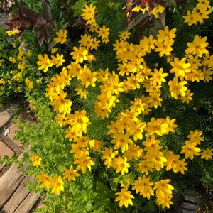 かわいい,黄色い花,花のある暮らし,北海道,ありがとうの画像