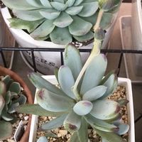 万宝,多肉植物,セネシオ属,多肉植物の花,観察日記の画像