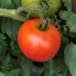 トマト,大玉トマト,夏野菜,スマホ撮影,ナス科の画像