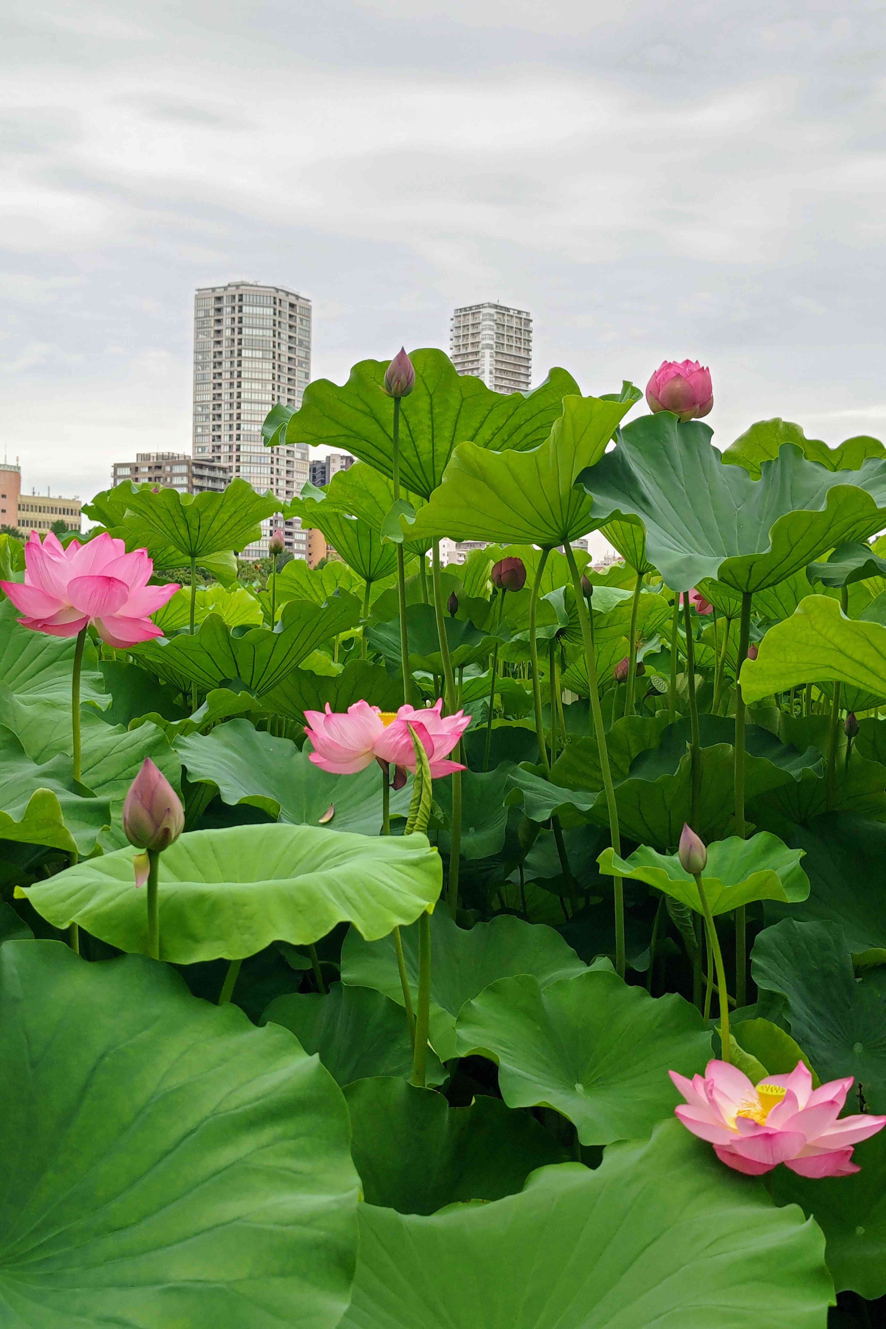 円池　茂　【卓上の花】 円池 茂 【卓上の花】 円池茂【卓上の花】