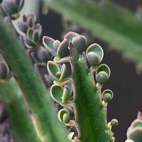 子宝弁慶草,多肉植物,花壇,ガーデニング,山野草の画像