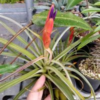 ハリシー,100均エアプランツ,チランジア属,エアープランツ/チランジア,ダイソーエアープランツの画像