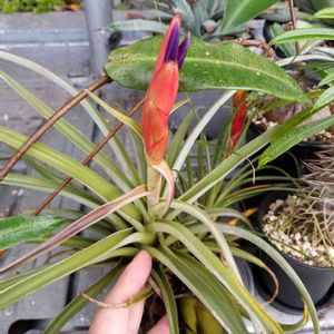 ハリシー,100均エアプランツ,チランジア属,エアープランツ/チランジア,ダイソーエアープランツの画像