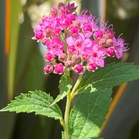 シモツケ ,花壇,ガーデニング,庭木,山野草の画像