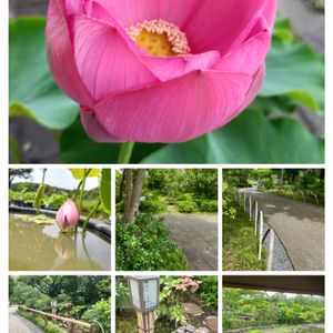 昭和記念公園,日本庭園,庭園,庭師,蓮 ハスの画像