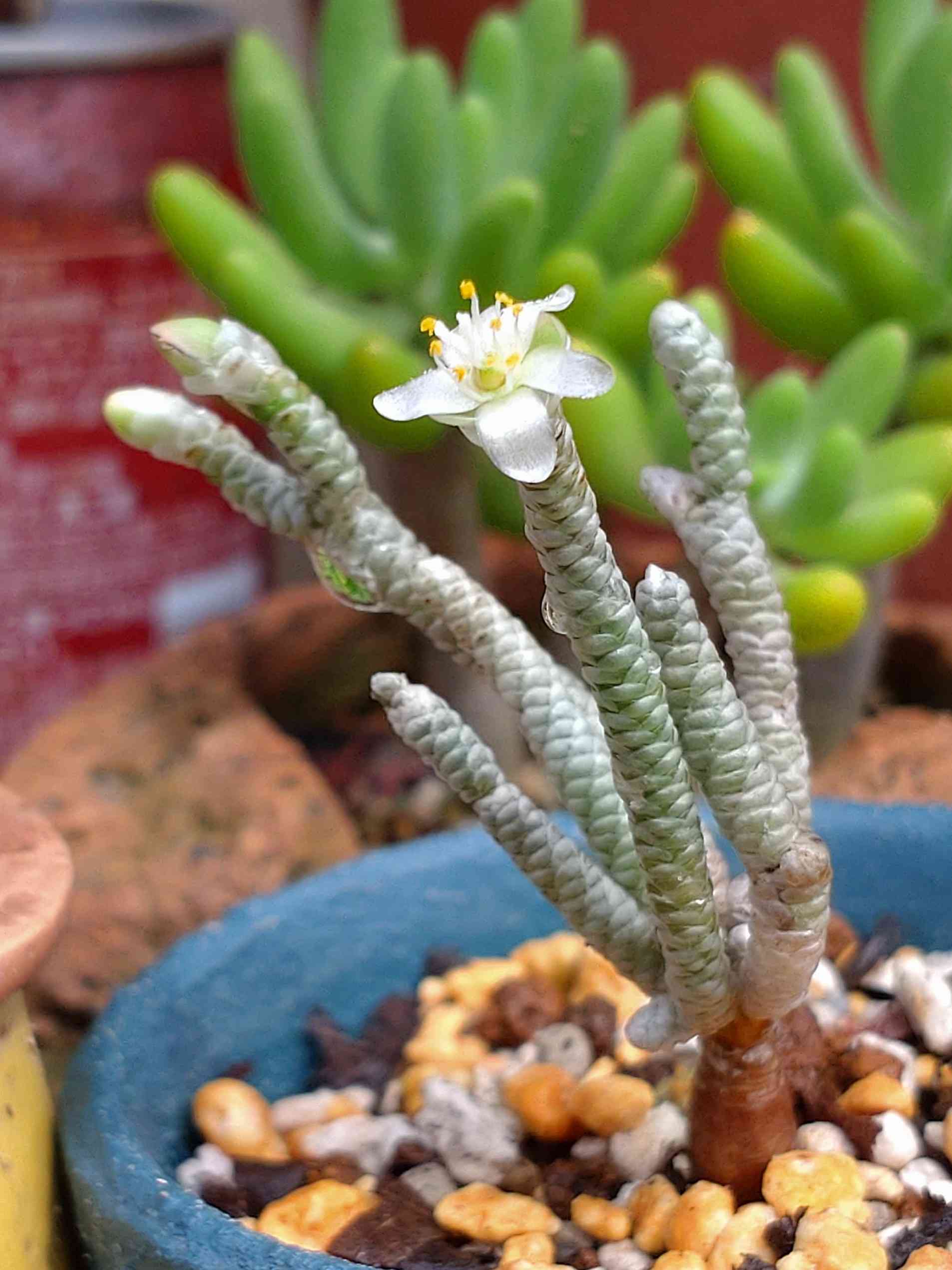 アボニア クイナリア アルストニー　白花 №851 白花アボニア・アルストニーの狂い咲き（返り咲き
