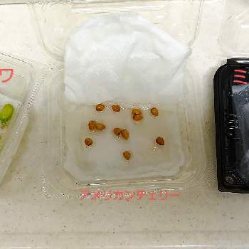 赤紫蘇,赤しそ,赤シソ,紫蘇の葉の画像