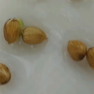 水耕栽培,サクランボ♡,無農薬野菜,再生野菜,催芽処理の画像