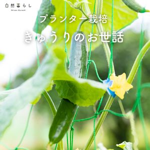 キュウリ,ガーデニング,植物のある暮らし,肥料,プランター栽培の画像