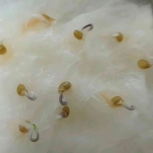 水耕栽培,無農薬野菜,再生野菜, ミニトマト,催芽処理の画像