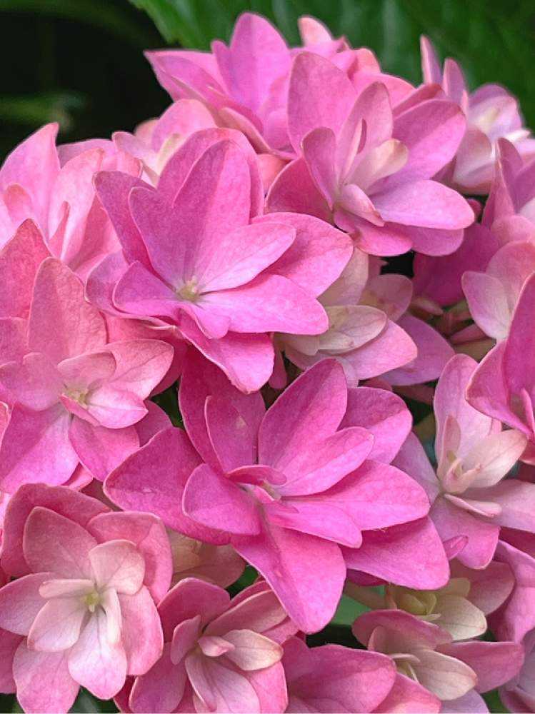 紫陽花来年用　正規品月影　星あつめ　茜雲他 1689427332528_thum_783916_phot