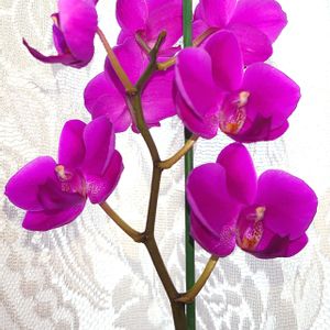 胡蝶蘭,母の日プレゼント,華やか,艶やか,ピンク色のお花の画像