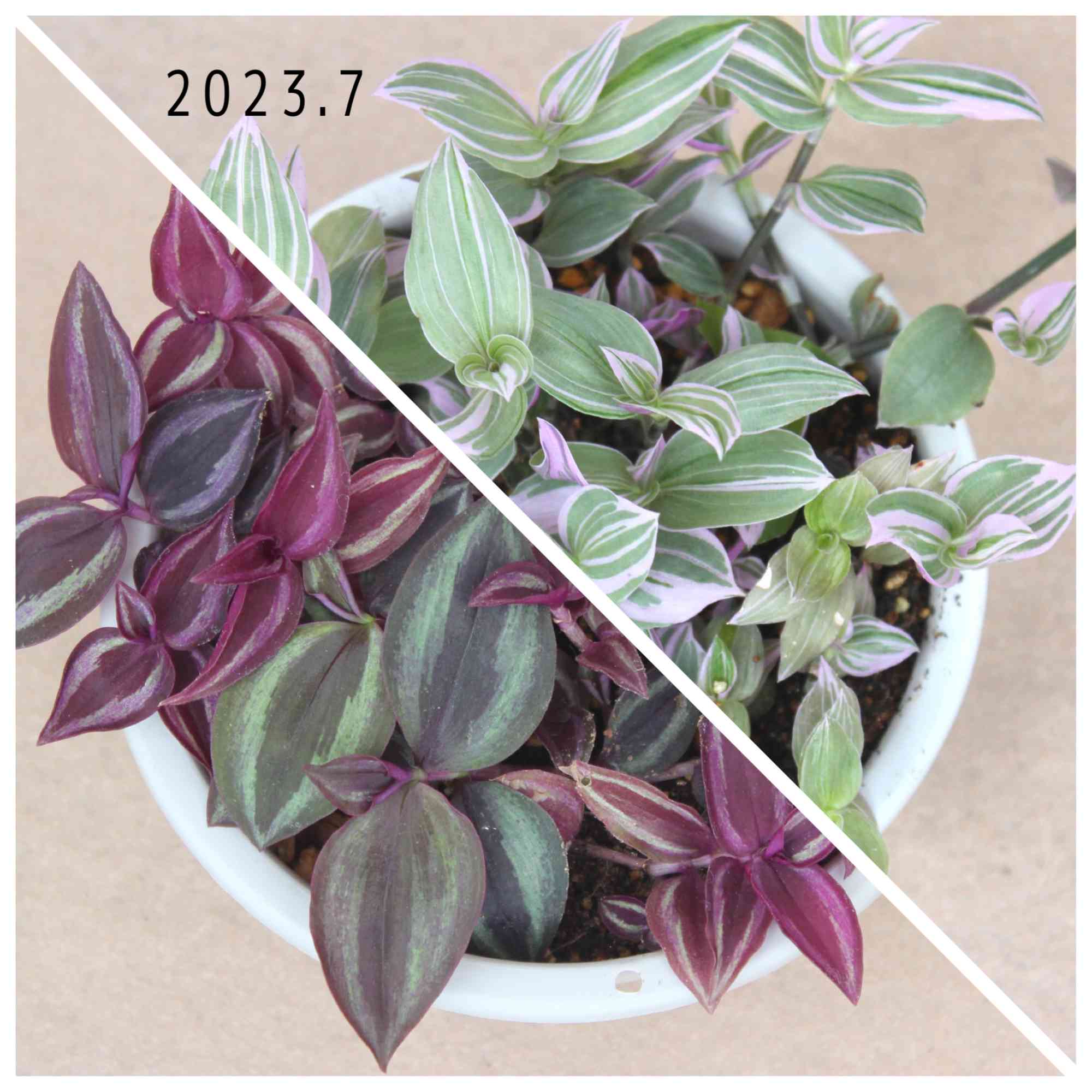 希少　トラディスカンティア　クオーダリー　ラベンダー入り トラディスカンティア💜🤍セブリナ/ラベンダー｜🍀GreenSnap