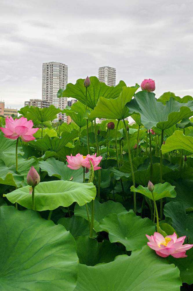 1689449502579_thum_35470_20230