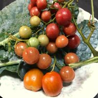 ケール,ベランダ菜園, ミニトマト,カゴメのトマト苗,自然暮らしの肥料の画像