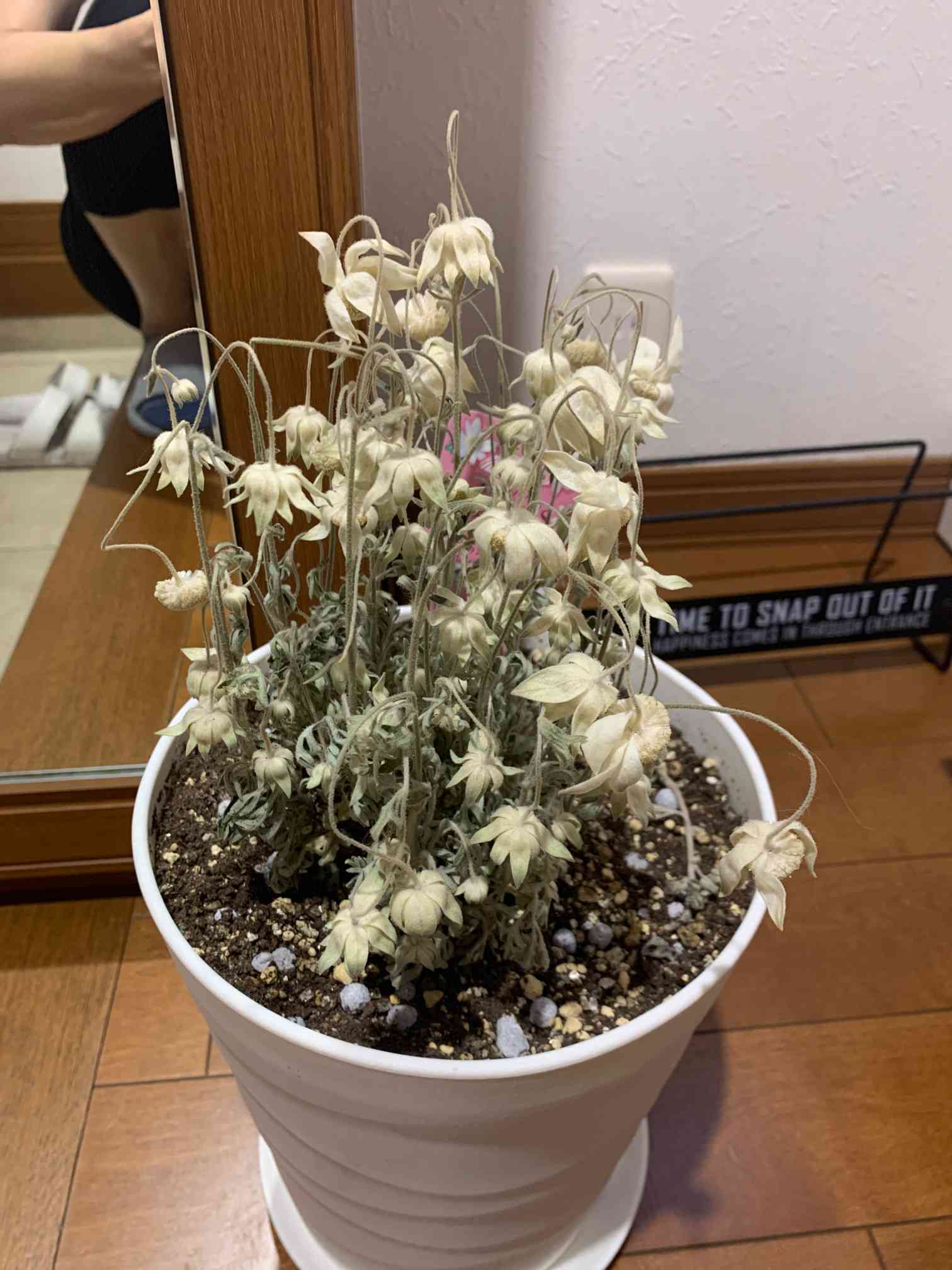 絶品】 フランネルフラワーの鉢植え♡ 植物/観葉植物 - ratingseguros