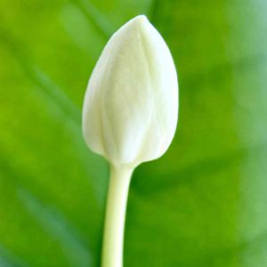 Wrightia antidysenterica,グリーンファーム,窓辺の画像