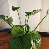 カラテア,観葉植物,熱帯植物,カラテア属,暑い！の画像