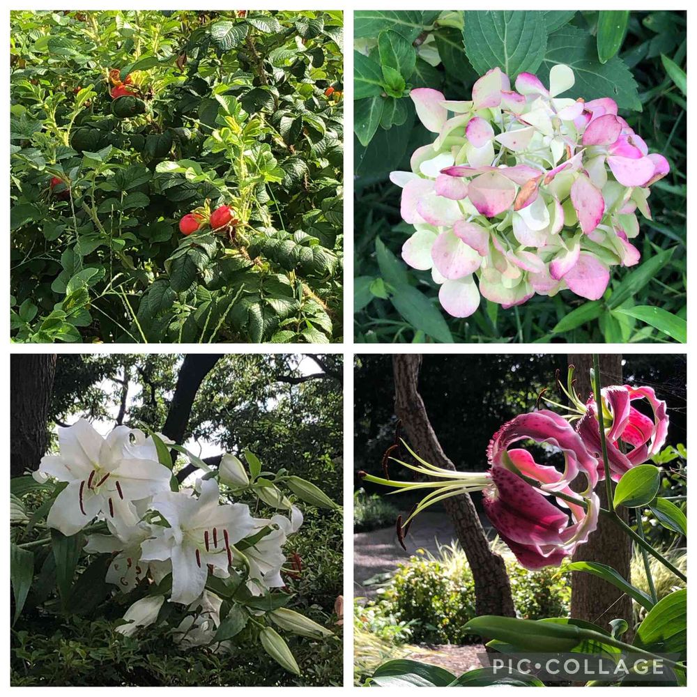 ピリチャンさんの港の見える丘公園への投稿