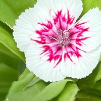 ナデシコ,アメリカナデシコ,花壇,ガーデニング,山野草の画像