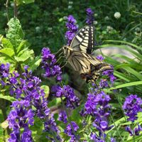 ラベンダー,キアゲハ♀,蝶々,ハーブ,花壇の画像