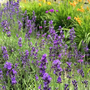 ラベンダー,ヒメキスゲ,ハーブ,花壇,ナチュラルガーデンの画像