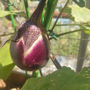 とろとろ炒めナス,家庭菜園初心者,本気野菜,車庫の画像