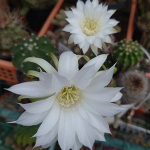 サボテンの花,名無しちゃん☆,多肉大好き(*´︶`*)❤︎,福島県,呟きの画像