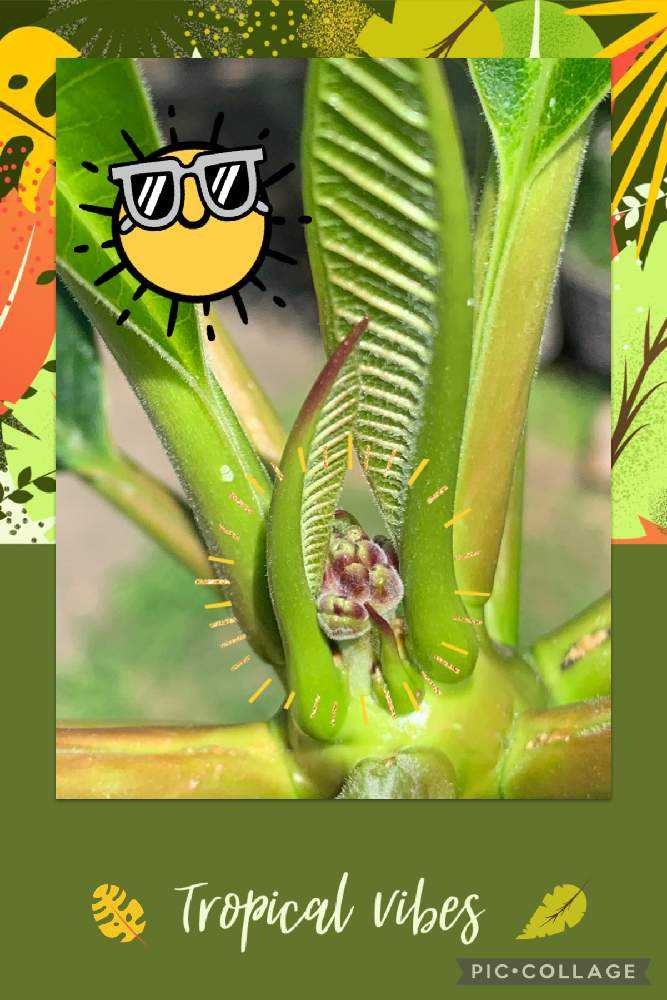 プルメリアの種を収穫したい！！！｜🍀GreenSnap（グリーンスナップ）