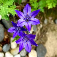 ブローディア,紫のお花,夏です！,のんびり生きたい,暑い〜(；´Д`Aの画像